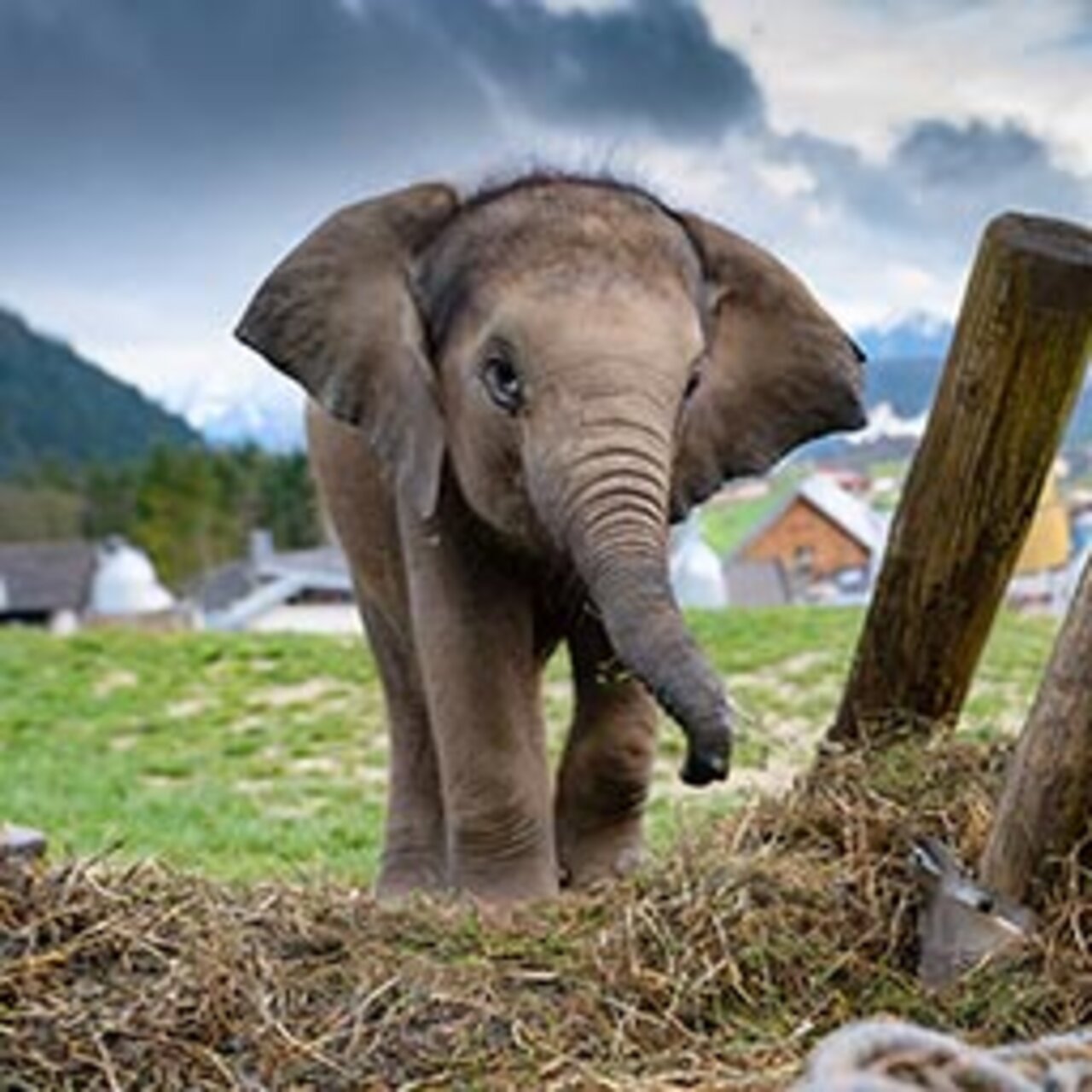 Stockfoto Elefant